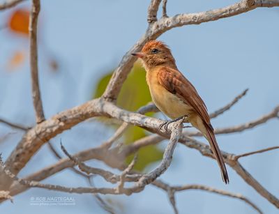 Rosse casiornis - Rufous Casiornis - Casiornis rufus