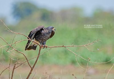 Slakkenwouw - Snail Kite - Rostrhamus sociabilis