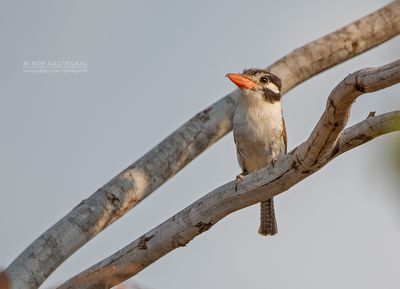 Witoorbaardkoekoek - White-eared puffbird - Nystalus chacuru