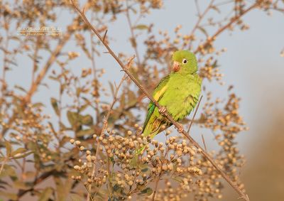 Chiririparkiet - Yellow-chevroned parakeet - Brotogeris chiriri