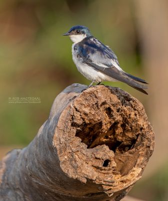 Witbuikzwaluw - White-winged Swallow - Tachycineta albiventer