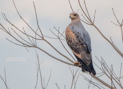 Savannebuizerd - Savana Hawk - Buteogallus meridionalis
