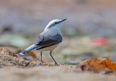 Maskerwatertiran - Masked Water-tyrant - Fluvicola nengeta