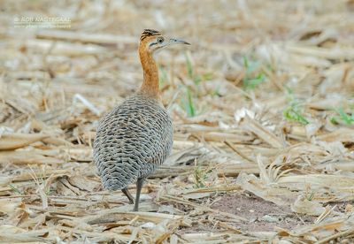 Pampahoen - Red-winged Tinamou - Rhynchotus rufescens