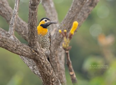 Campogrondspecht - Campo Flicker - Colaptes campestris