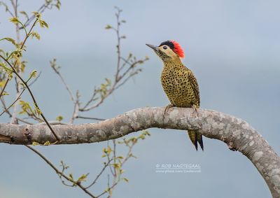 Groenbandgrondspecht - Green-barred Woodpecker - Colaptes melanochloros