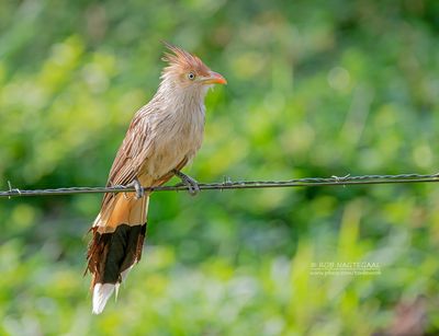 Guirakoekoek - Guira Cuckoo - Guira guira