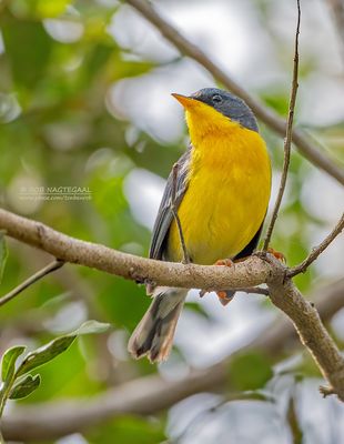 Maskerparulazanger - Tropical Parula - Setophaga pitiayumi