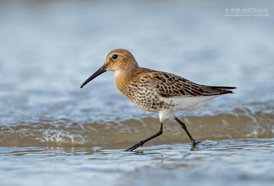 Bonte strandloper - Dunlin - Calidris alpina