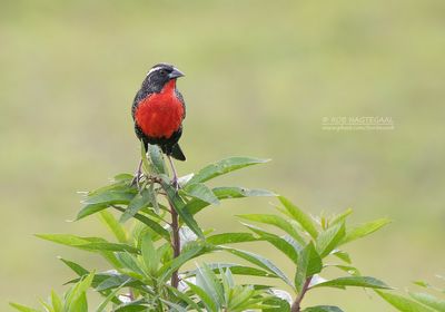 Witbrauwsoldatenspreeuw - White-browed meadowlark - Leistes superciliaris