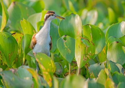 Leljacana - Wattled Jacana - Jacana jacana