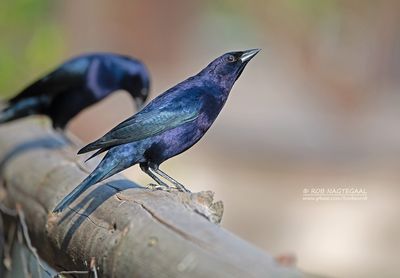 Glanskoevogel - Shiny Cowbird - Molothrus bonariensis