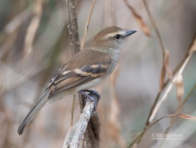 Vinktiran - Fuscous Flycatcher - Cnemotriccus fuscatus