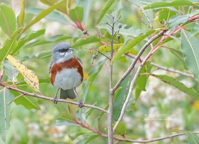 Roestborstboomgors - Bay-chested Warbling-Finch - Castanozoster thoracicus