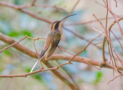 Schubkeelheremietkolibrie - Scale-throated Hermit - Phaethornis eurynome