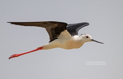 Steltkluut - Blackwinged stilt - Himantopus Homantopus