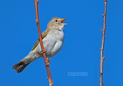 Bergfluiter - Western Bonelli's warbler - Phylloscopus bonelli