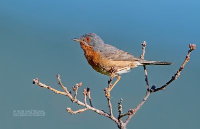 Westelijke baardgrasmus - Western Subalpine Warbler - Sylvia iberiae