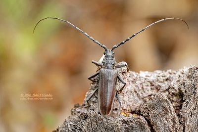 Heldenbok - Great capricorn beetle - Cerambyx cerdo