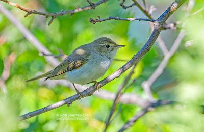 Bergfluiter - Western Bonelli's warbler - Phylloscopus bonelli