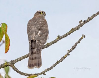 Sperwer - Sparrowhawk - Accipiter nisus
