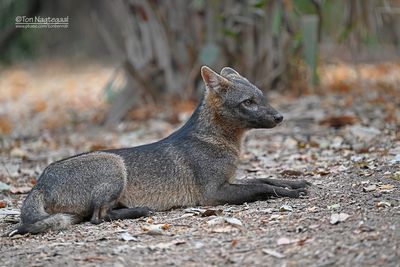 Krabbenetendevos - Crab-eating Fox - Cerdocyon thous