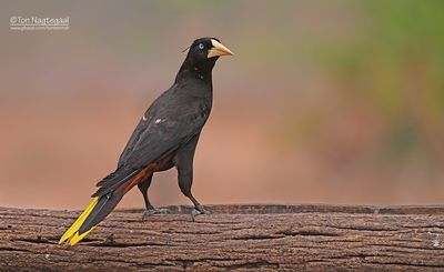 Kuiforopendola - Crested Oropendola - Psarocolius decumanus