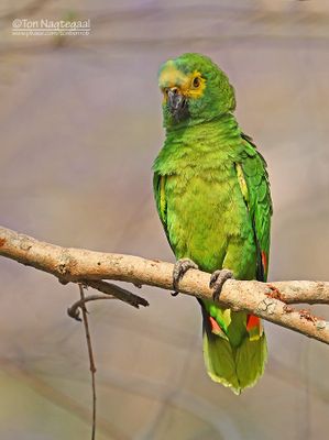 Blauwvoorhoofdamazone - Turquoise-fronted Amazone - Amazona aestiva
