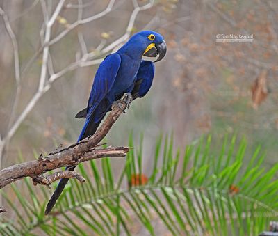 Hyacintara - Hyacinth macaw - Anodorhynchus hyacinthinus