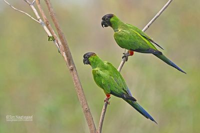 Nandayparkiet - Nanday Parakeet - Aratinga nenday