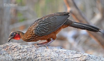 Rossig sjakohoen - Chestnut-bellied Guan - Penelope ochrogaster