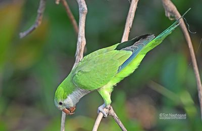 Monniksparkiet - Monk Parakeet - Myiopsitta monachus