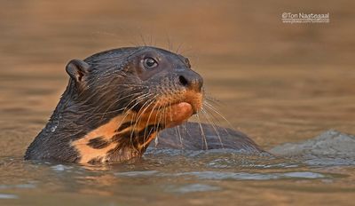 Reuzenotter - Giant Otter - Pteronura brasiliensis
