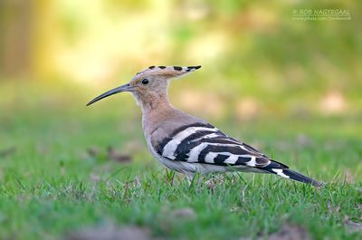 Hop - Hoopoe - Upupa epops