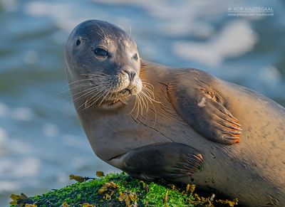 Gewone zeehond - Harbour seal - Phoca vitulina