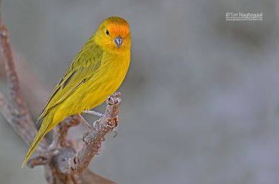 Gewone saffraangors - Saffron Finch - Sicalis flaveola