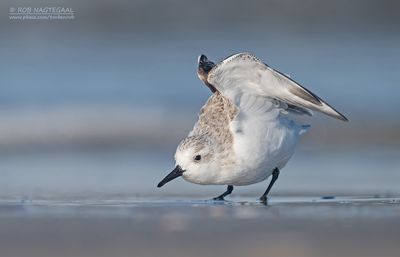 Drieteenstrandloper - Sanderling - Calidris alba