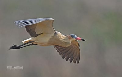 Fluitreiger - Whisling Heron - Syrigma sibilatrix