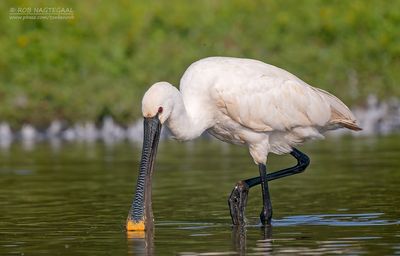Lepelaar - Eurasian spoonbill - Platalea leucorodia
