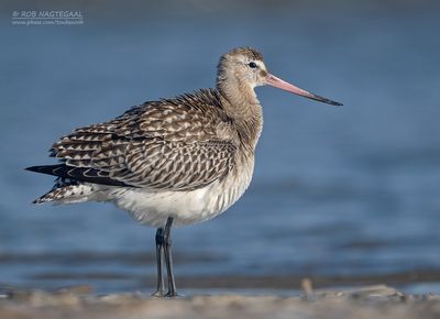 Rosse Grutto - Bar-tailed Godwit - Limosa lapponica