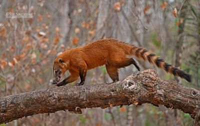 Rode neusbeer - South American coati - Nasua nasua