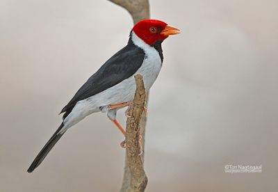 Geelsnavelkardinaal - Yellow-Billed Cardinal - Paroaria capitata