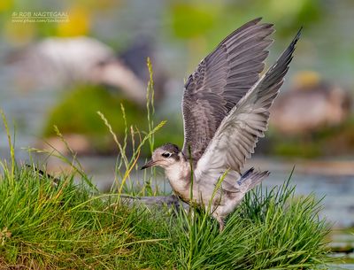 Zwarte stern - Black tern - Chlidonias nigra