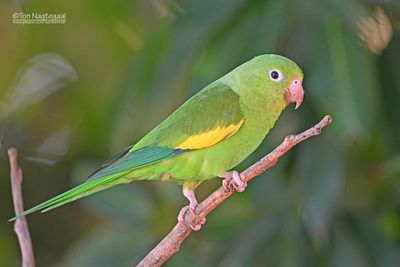 Chiririparkiet - Yellow-chevroned parakeet - Brotogeris chiriri