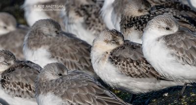 Drieteenstrandloper - Sanderling - Calidris alba