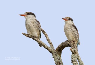Gestreepte ijsvogel - Striped kingfisher - Halcyon chelicuti