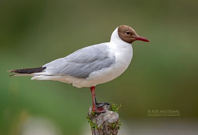 Kokmeeuw - Black-headed gull - Larus ridibundus