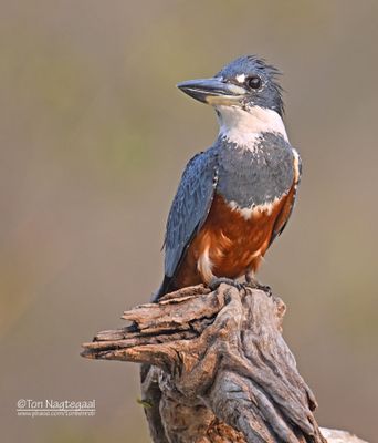 Amerikaanse reuzenijsvogel - Ringed Kingfischer - Megaceryle torquata