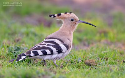 Hop - Hoopoe - Upupa epops