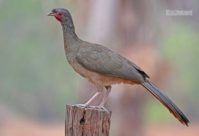 Chacochachalaca - Chaco Chachalaga - Ortalis canicollis